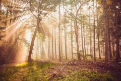 它展示了送礼者对传统工